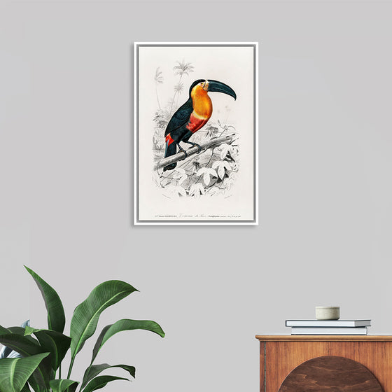 "Toucan (Ramphastos) (1806-1876)", Charles Dessalines D' Orbigny