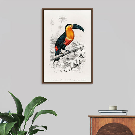 "Toucan (Ramphastos) (1806-1876)", Charles Dessalines D' Orbigny