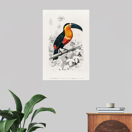 "Toucan (Ramphastos) (1806-1876)", Charles Dessalines D' Orbigny