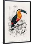 "Toucan (Ramphastos) (1806-1876)", Charles Dessalines D' Orbigny