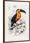 "Toucan (Ramphastos) (1806-1876)", Charles Dessalines D' Orbigny