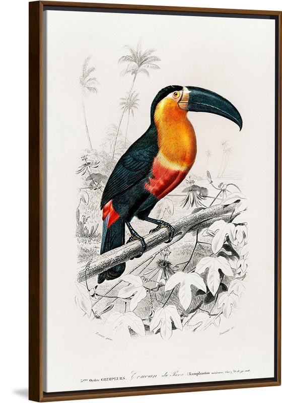 "Toucan (Ramphastos) (1806-1876)", Charles Dessalines D' Orbigny