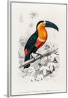 "Toucan (Ramphastos) (1806-1876)", Charles Dessalines D' Orbigny