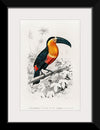 "Toucan (Ramphastos) (1806-1876)", Charles Dessalines D' Orbigny