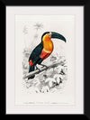 "Toucan (Ramphastos) (1806-1876)", Charles Dessalines D' Orbigny