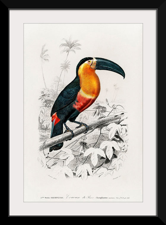 "Toucan (Ramphastos) (1806-1876)", Charles Dessalines D' Orbigny