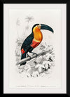 "Toucan (Ramphastos) (1806-1876)", Charles Dessalines D' Orbigny