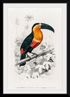 "Toucan (Ramphastos) (1806-1876)", Charles Dessalines D' Orbigny