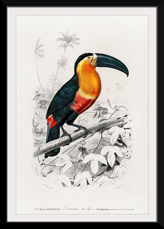 "Toucan (Ramphastos) (1806-1876)", Charles Dessalines D' Orbigny