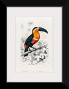 "Toucan (Ramphastos) (1806-1876)", Charles Dessalines D' Orbigny