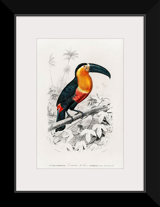 "Toucan (Ramphastos) (1806-1876)", Charles Dessalines D' Orbigny