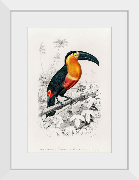 "Toucan (Ramphastos) (1806-1876)", Charles Dessalines D' Orbigny