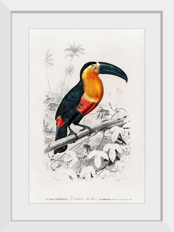 "Toucan (Ramphastos) (1806-1876)", Charles Dessalines D' Orbigny