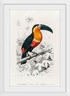 "Toucan (Ramphastos) (1806-1876)", Charles Dessalines D' Orbigny