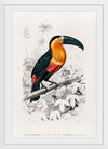 "Toucan (Ramphastos) (1806-1876)", Charles Dessalines D' Orbigny