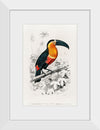 "Toucan (Ramphastos) (1806-1876)", Charles Dessalines D' Orbigny