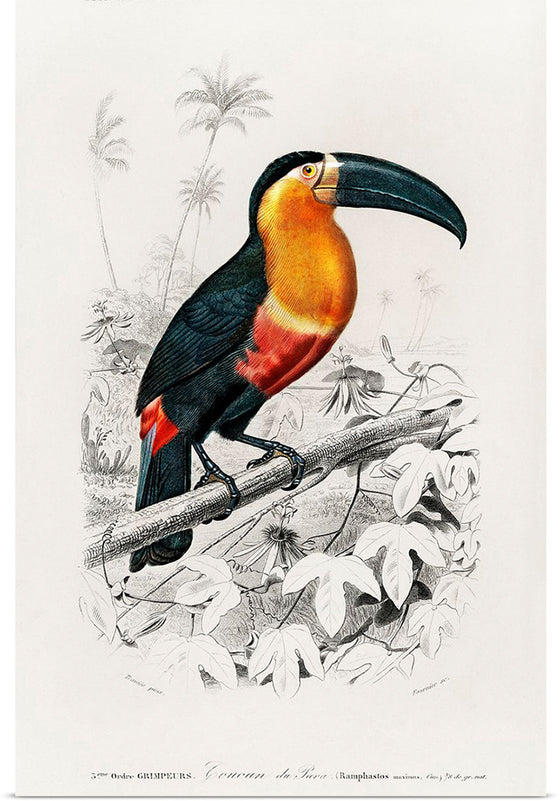 "Toucan (Ramphastos) (1806-1876)", Charles Dessalines D' Orbigny