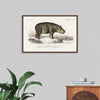 "Hippopotamus (Hippopotame Amphibie) (1806-1876)", Charles D' Orbigny