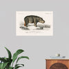 "Hippopotamus (Hippopotame Amphibie) (1806-1876)", Charles D' Orbigny