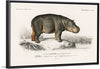 "Hippopotamus (Hippopotame Amphibie) (1806-1876)", Charles D' Orbigny