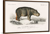 "Hippopotamus (Hippopotame Amphibie) (1806-1876)", Charles D' Orbigny