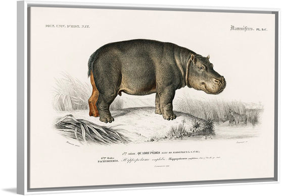 "Hippopotamus (Hippopotame Amphibie) (1806-1876)", Charles D' Orbigny