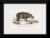 "Hippopotamus (Hippopotame Amphibie) (1806-1876)", Charles D' Orbigny