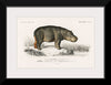 "Hippopotamus (Hippopotame Amphibie) (1806-1876)", Charles D' Orbigny