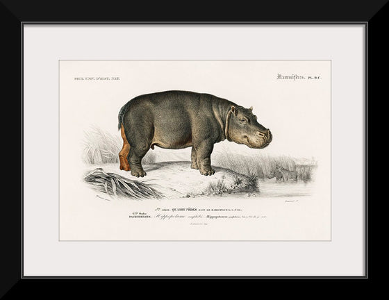 "Hippopotamus (Hippopotame Amphibie) (1806-1876)", Charles D' Orbigny