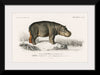 "Hippopotamus (Hippopotame Amphibie) (1806-1876)", Charles D' Orbigny