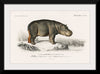 "Hippopotamus (Hippopotame Amphibie) (1806-1876)", Charles D' Orbigny