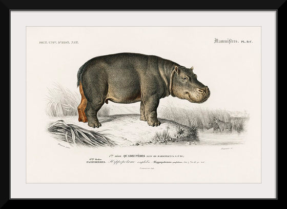 "Hippopotamus (Hippopotame Amphibie) (1806-1876)", Charles D' Orbigny