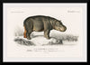 "Hippopotamus (Hippopotame Amphibie) (1806-1876)", Charles D' Orbigny