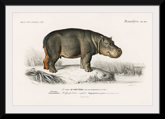 "Hippopotamus (Hippopotame Amphibie) (1806-1876)", Charles D' Orbigny