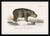 "Hippopotamus (Hippopotame Amphibie) (1806-1876)", Charles D' Orbigny