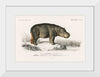 "Hippopotamus (Hippopotame Amphibie) (1806-1876)", Charles D' Orbigny