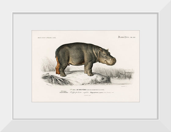 "Hippopotamus (Hippopotame Amphibie) (1806-1876)", Charles D' Orbigny