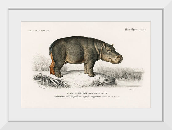 "Hippopotamus (Hippopotame Amphibie) (1806-1876)", Charles D' Orbigny