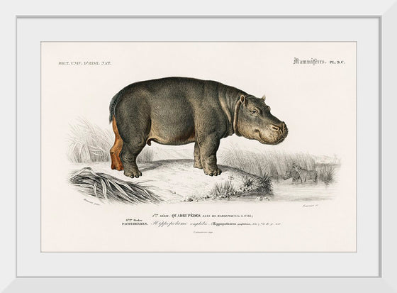 "Hippopotamus (Hippopotame Amphibie) (1806-1876)", Charles D' Orbigny