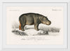 "Hippopotamus (Hippopotame Amphibie) (1806-1876)", Charles D' Orbigny