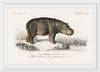 "Hippopotamus (Hippopotame Amphibie) (1806-1876)", Charles D' Orbigny