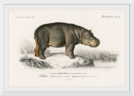 "Hippopotamus (Hippopotame Amphibie) (1806-1876)", Charles D' Orbigny