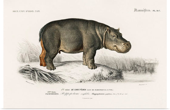 "Hippopotamus (Hippopotame Amphibie) (1806-1876)", Charles D' Orbigny