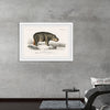 "Hippopotamus (Hippopotame Amphibie) (1806-1876)", Charles D' Orbigny