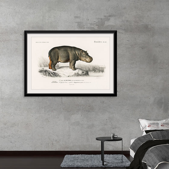 "Hippopotamus (Hippopotame Amphibie) (1806-1876)", Charles D' Orbigny