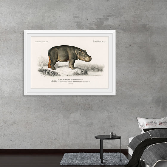 "Hippopotamus (Hippopotame Amphibie) (1806-1876)", Charles D' Orbigny