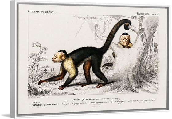 "White-headed capuchin (Cebus Hypoleucus)", Charles D' Orbigny