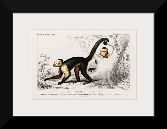 "White-headed capuchin (Cebus Hypoleucus)", Charles D' Orbigny