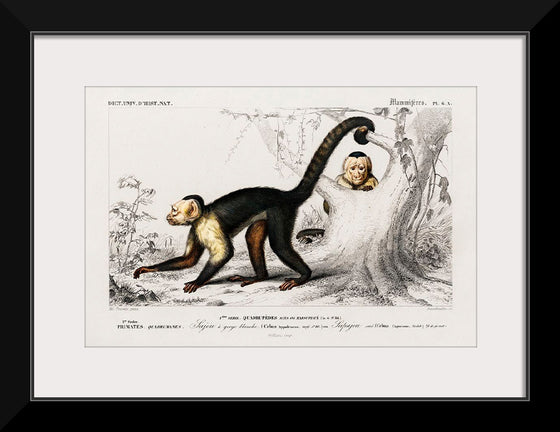 "White-headed capuchin (Cebus Hypoleucus)", Charles D' Orbigny