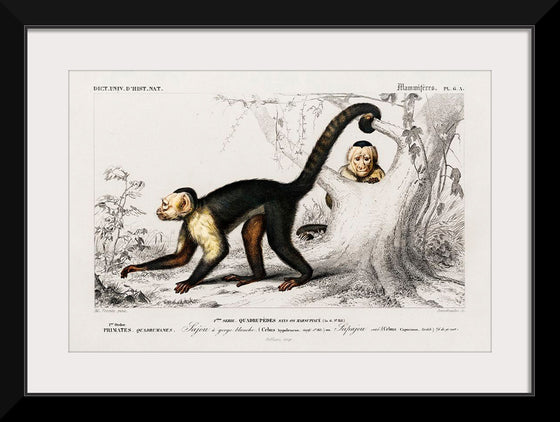 "White-headed capuchin (Cebus Hypoleucus)", Charles D' Orbigny